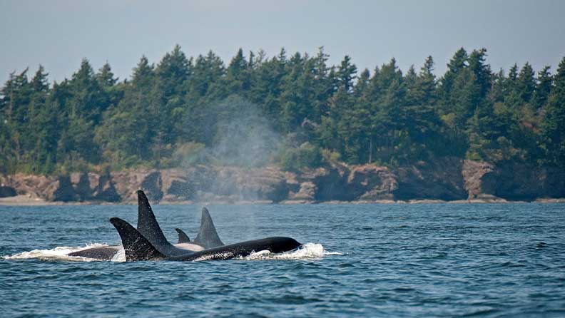 Best-Places-to-See-Orcas-in-The-Wild