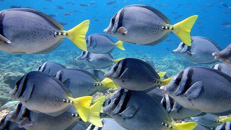 Galapagos-Champion-Island-fish