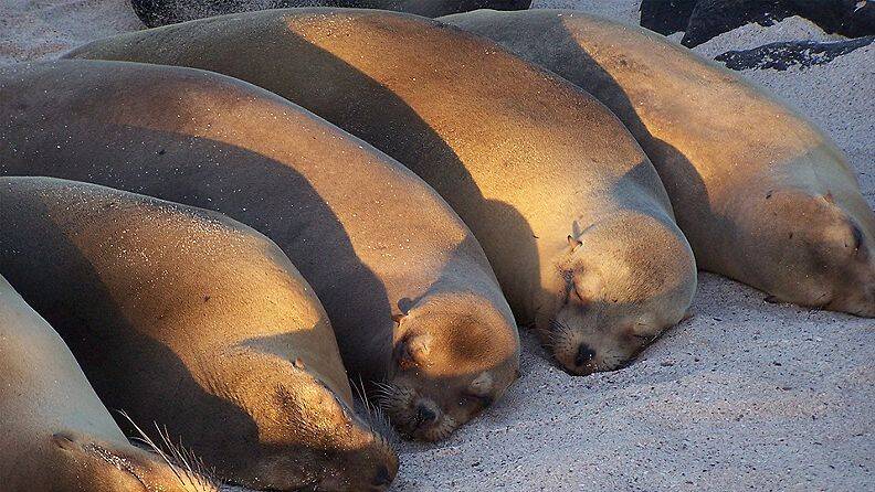 Galapagos-Los-Lobos-San-Cristobal-Island-wildlife2