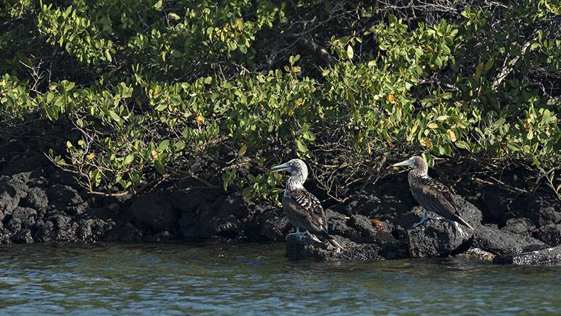 black-turtle-cove-mangroves-and-boobys
