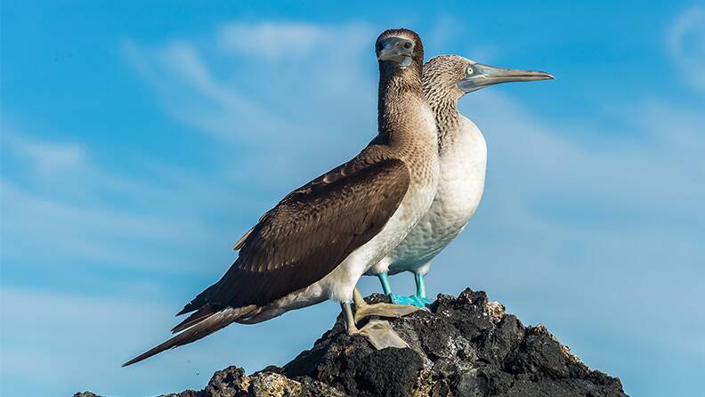 blue-footed-boobys-on-rocks-elizabeth-bay-galapagos