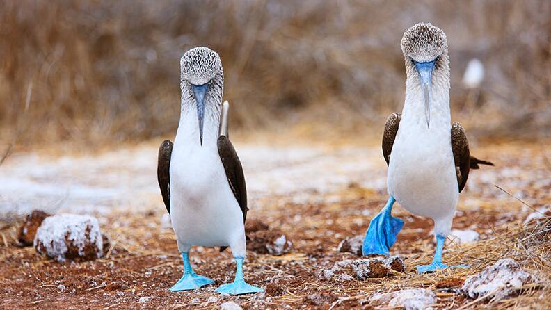 blue-footed-boobys-walking-galapagos