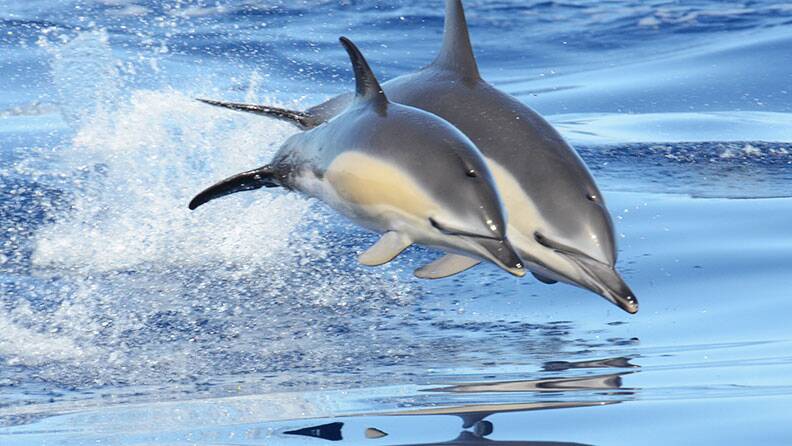 dolphins-jumping