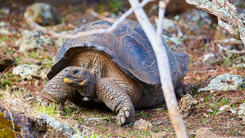 espanola-tortoise-santa-fe-island-galapagos