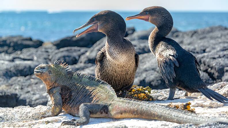 fernandina-island-flightless-cormorant-and-iguana