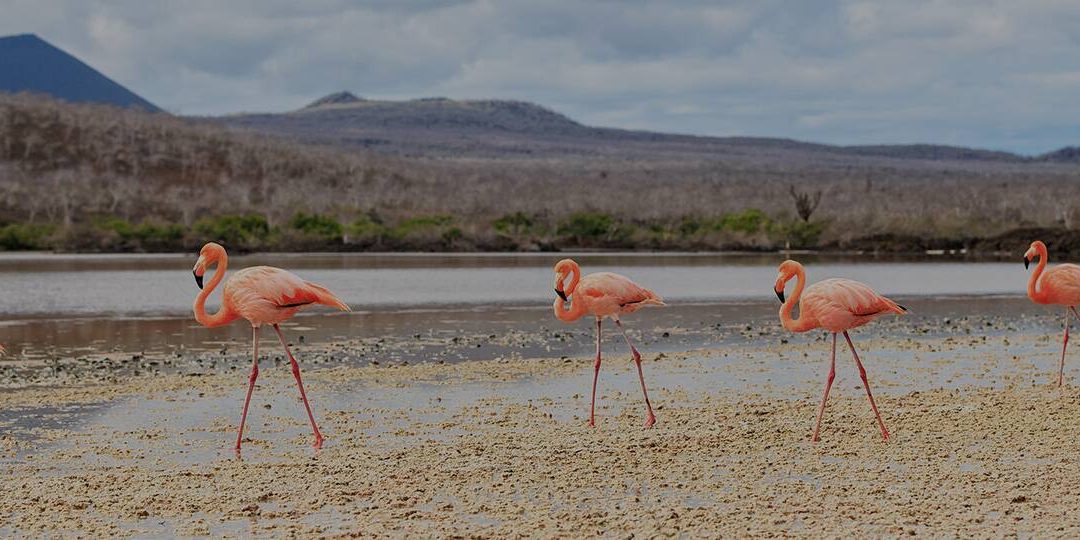 Isla Floreana, Galápagos