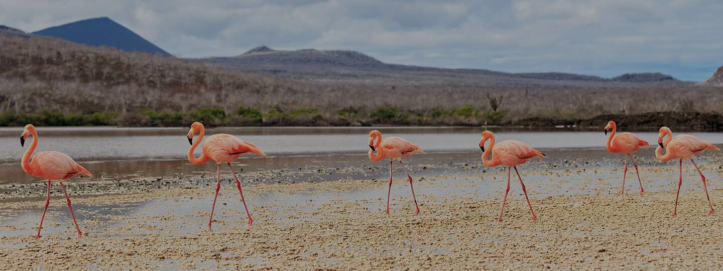floreana-island-flamingos