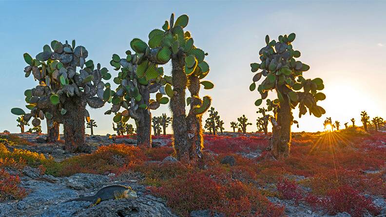 galapagos-cactus-in-santa-cruz-island