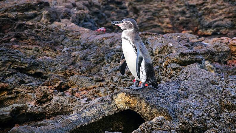 galapagos-penguin-in-bartolome-island