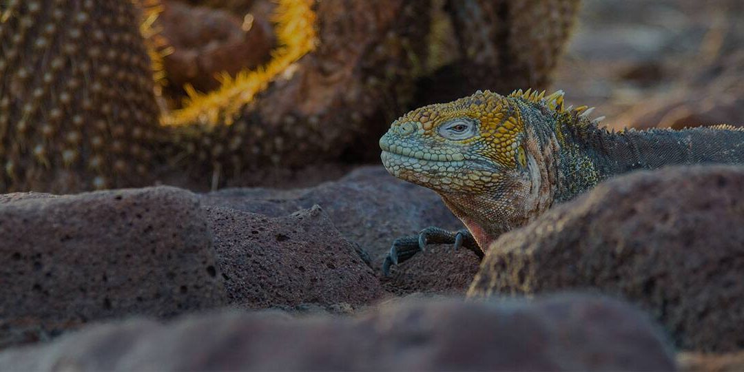 Isla Baltra, Galápagos