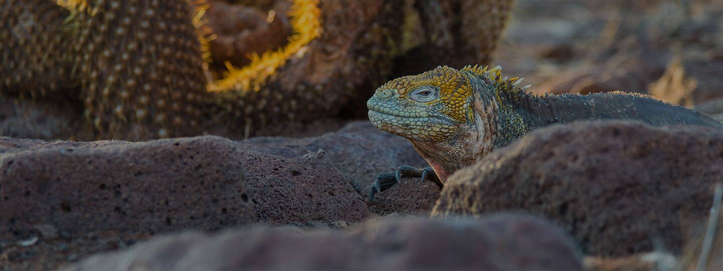 iguana-sun-bathing-in-the-galapagos