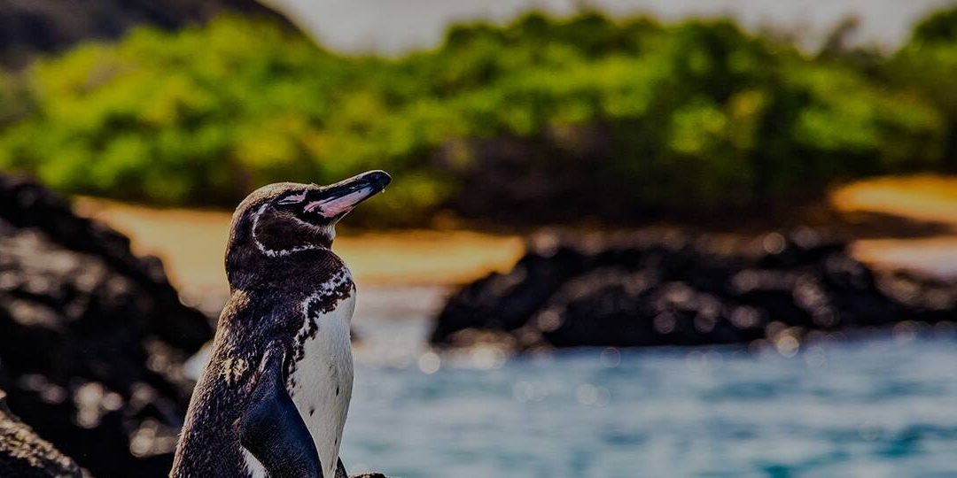 Isla Isabela, Galápagos