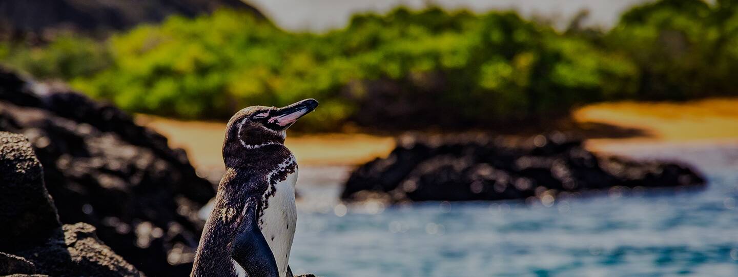 isabela-island-penguin