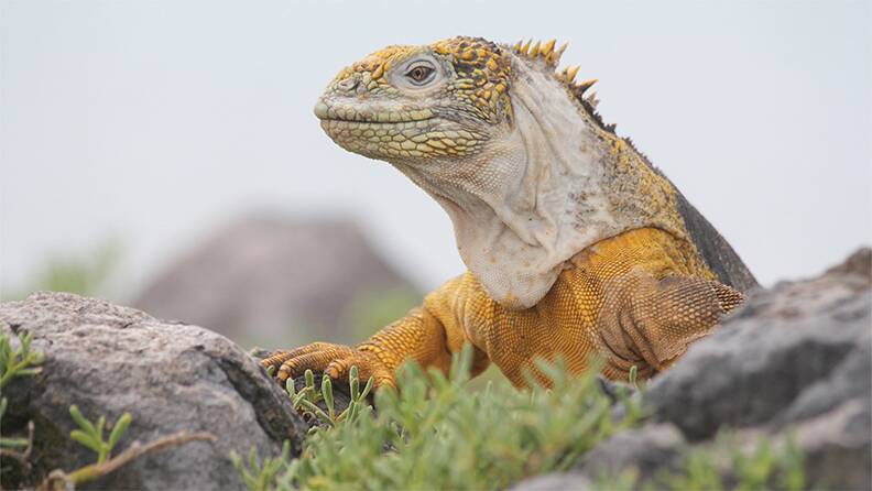 marine-iguana-dragon-hill-galapagos