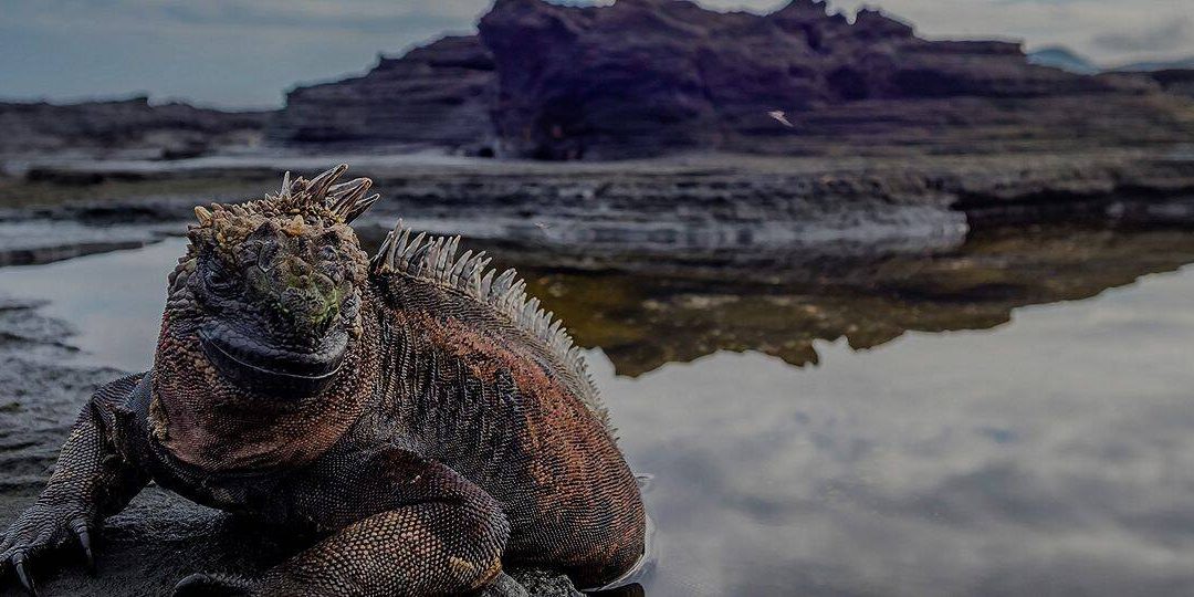 Isla Fernandina, Galápagos