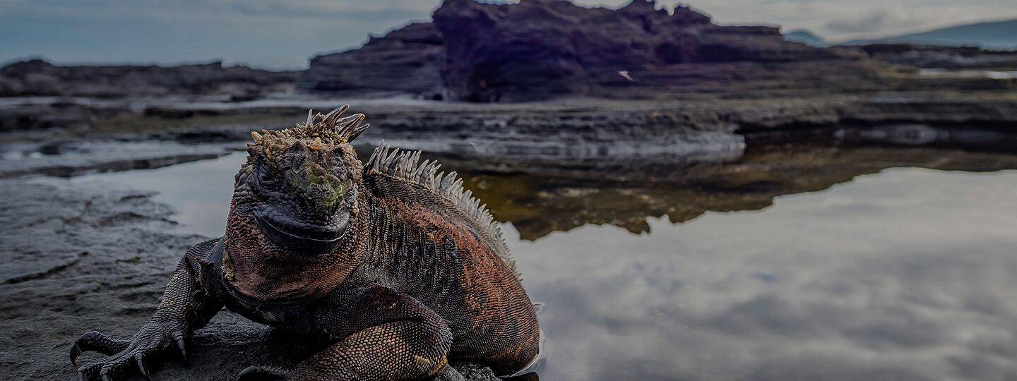 marine-iguana-on-volcanic-rock-fernandina-island