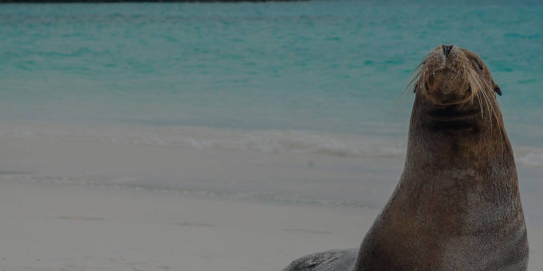 Islote Mosquera, Galápagos