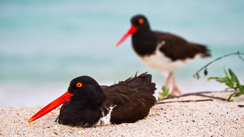 oystercatcher-birds-in-the-galapagos