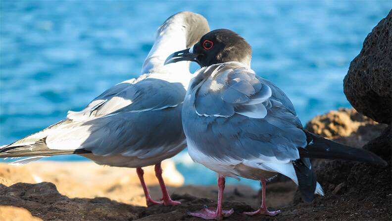 pair-of-lava-gulls-galapagos