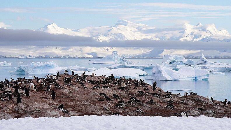 antartica-colony-penguin