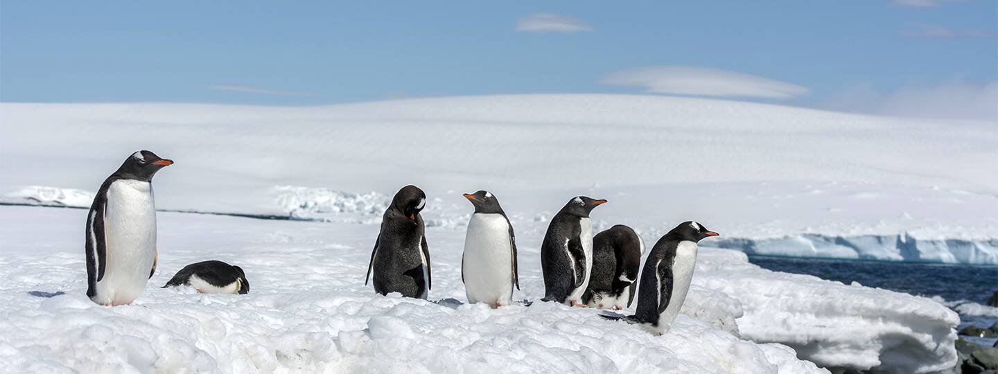 paradise-bay-penguins-antartica