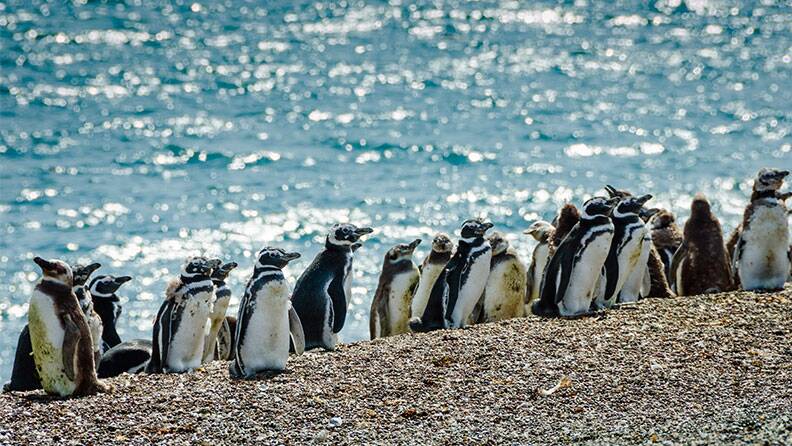 penguins-estancia-san-lorenzo-puerto-madryn