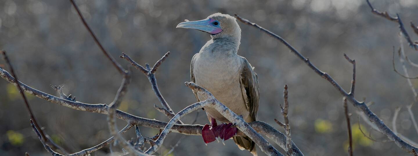 red-footed-booby-perching-on-branch-genovesa-island-galapagos