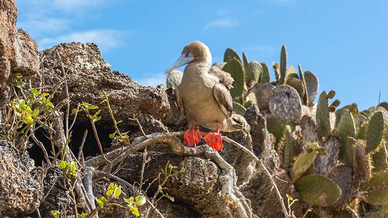 red-footed-booby-sleeping-on-branch-darwin-bay-galapagos