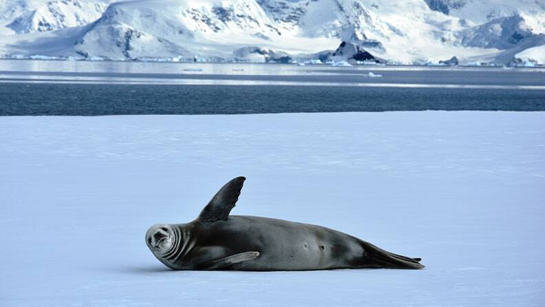 seal-antartica