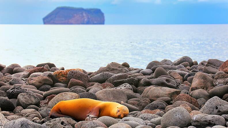 seal-on-shore-of-seymour-norte-island
