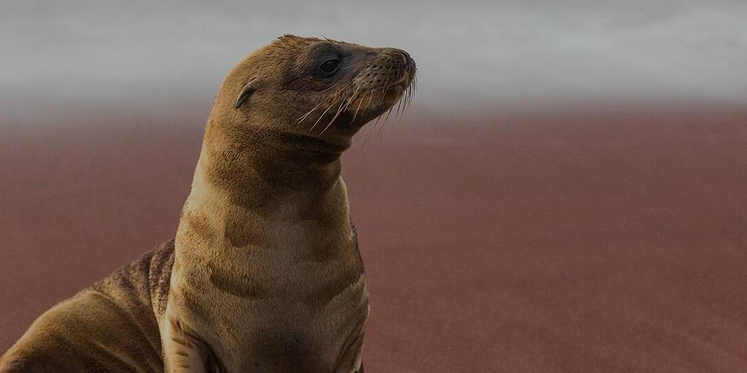 Isla Rábida, Galápagos