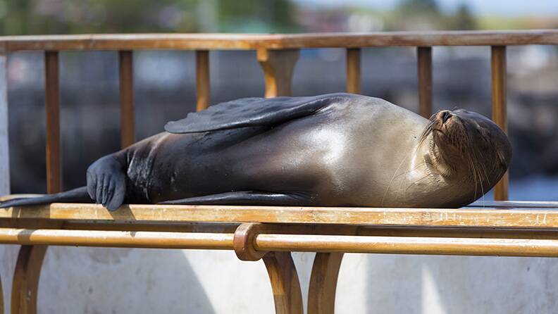 sleeping-sea-lion-on-bench-galapagos