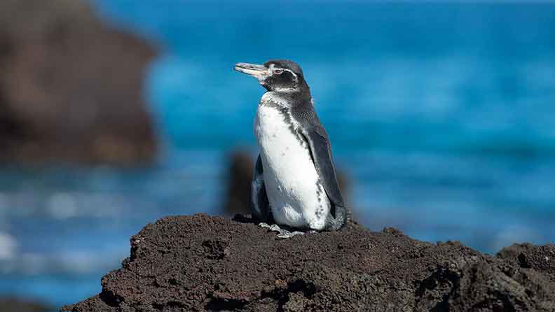 strait-of-magellan-penguin