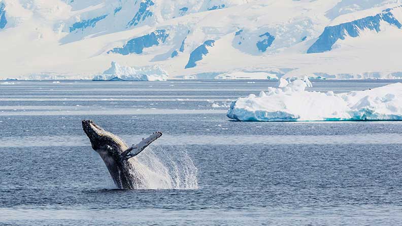 whale-breaching-gerlache-strait-antartica
