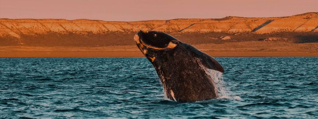 whale-puerto-madryn