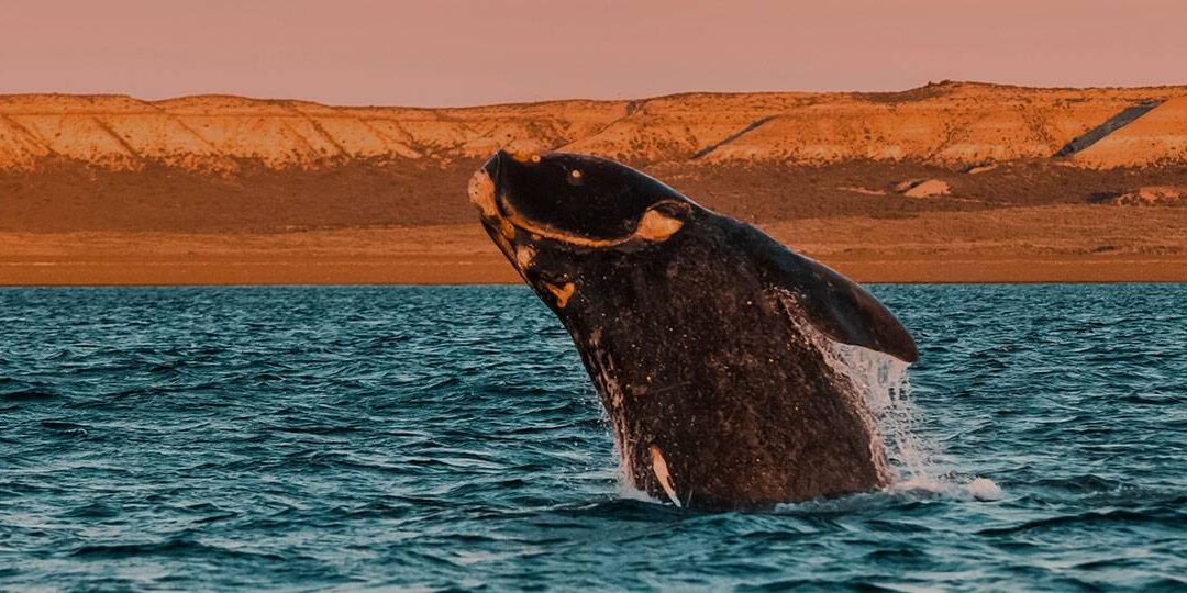 Puerto Madryn, Argentina