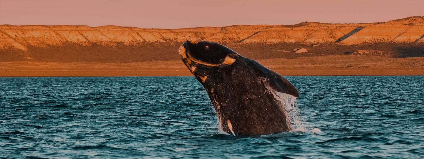 whale-puerto-madryn